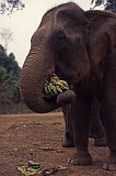 laos_2_017 Elephant Taat Lo